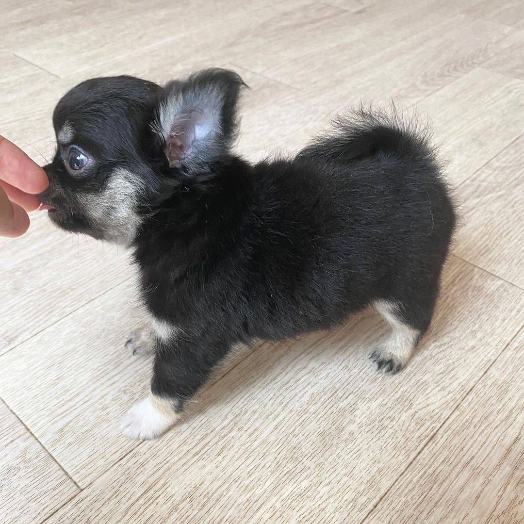 Cash, cachorro hembra Chihuahua